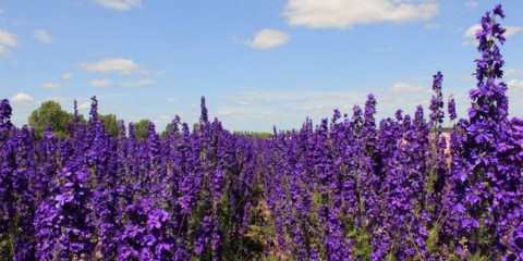 Květiny delphinium - výsadba a péče o vytrvalou rostlinu v zemi